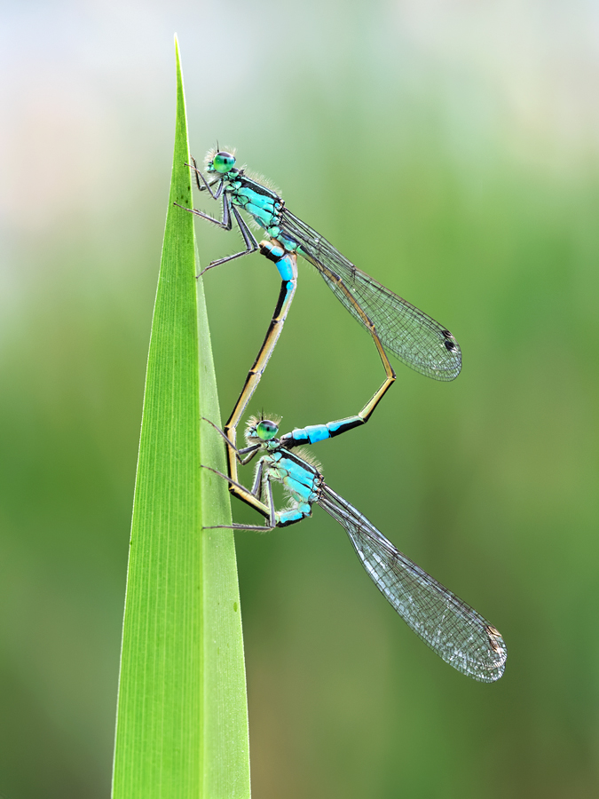 Blue-Tailed Damselflies mating 11